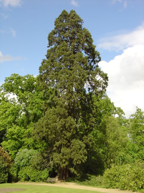 Redwood World: Chelmsford - Hylands Park (Essex)