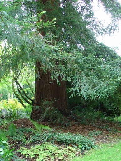 Redwood World: Mount Bures - Herd's Pasture (Essex)